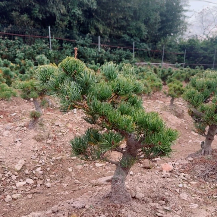 无花朵会**鱼d g j j k