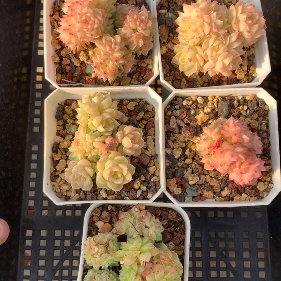 1202-57 套餐一组