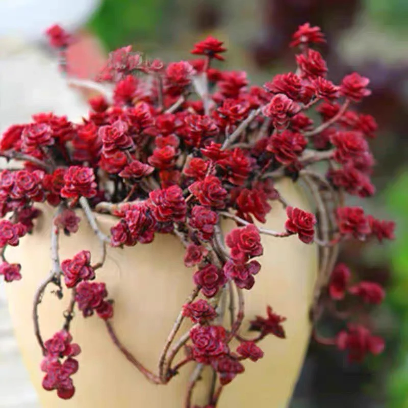 ［满15元包邮］大盆小球玫瑰多肉-直播间展示为准