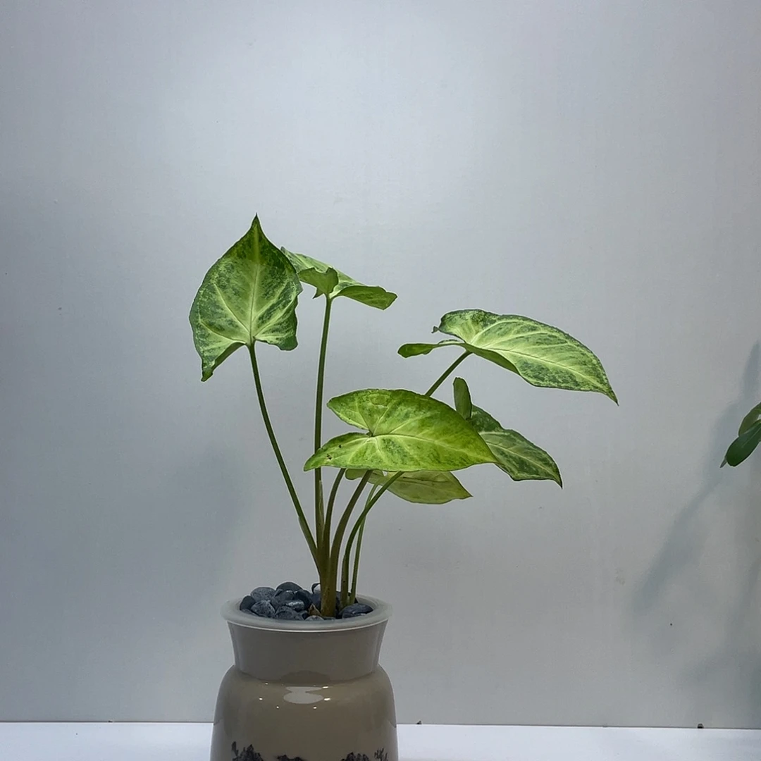 无花朵水培植物养护简单