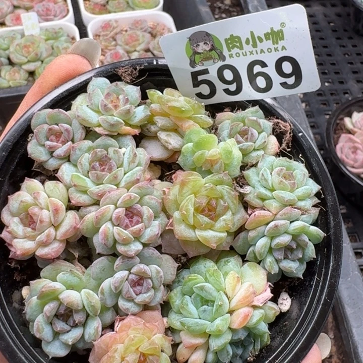 多肉植物多肉植物