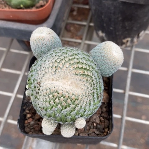 月世界群5仙人球