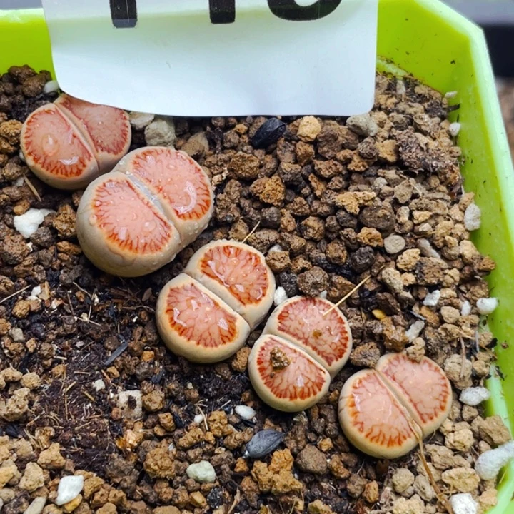 119红窗菊带盆lllllllll