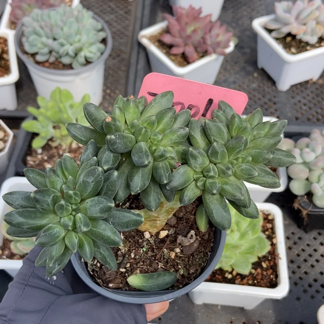 2001千代田缀多肉植物