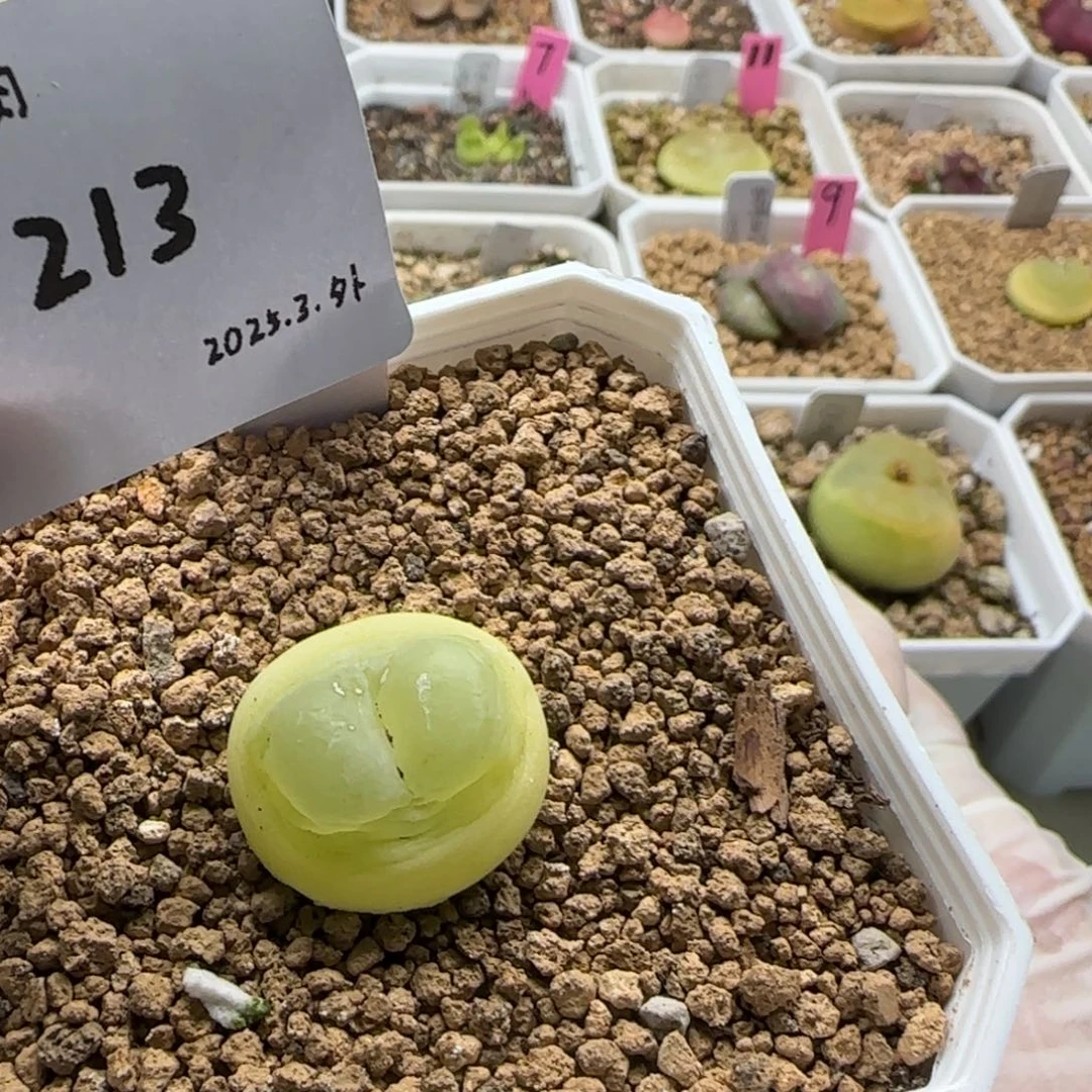 菠***嘴多肉多肉多肉3.-213
