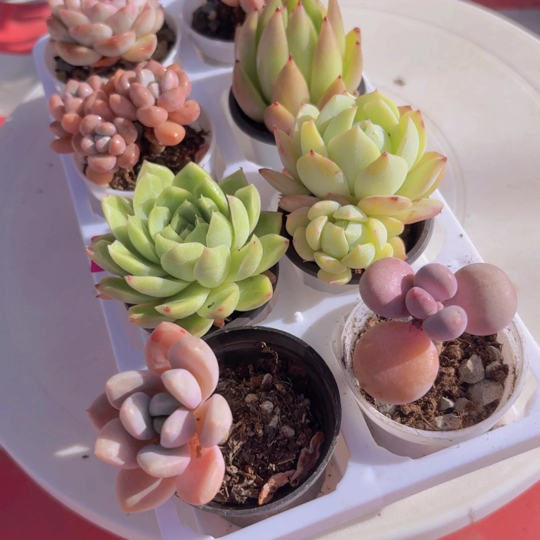 框拍一物一拍编号651