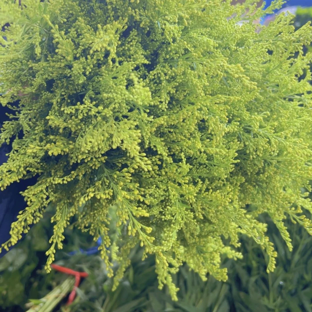 黄英草2扎顺丰包邮秒杀