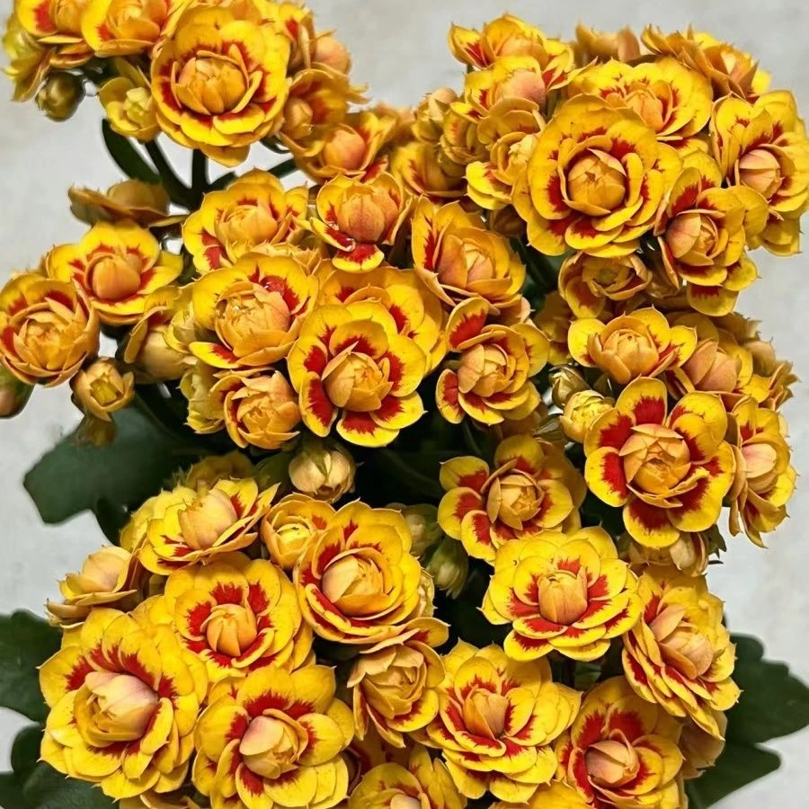 洛桑长寿花盆栽重瓣大花苗带花苞四季开花室内外花卉