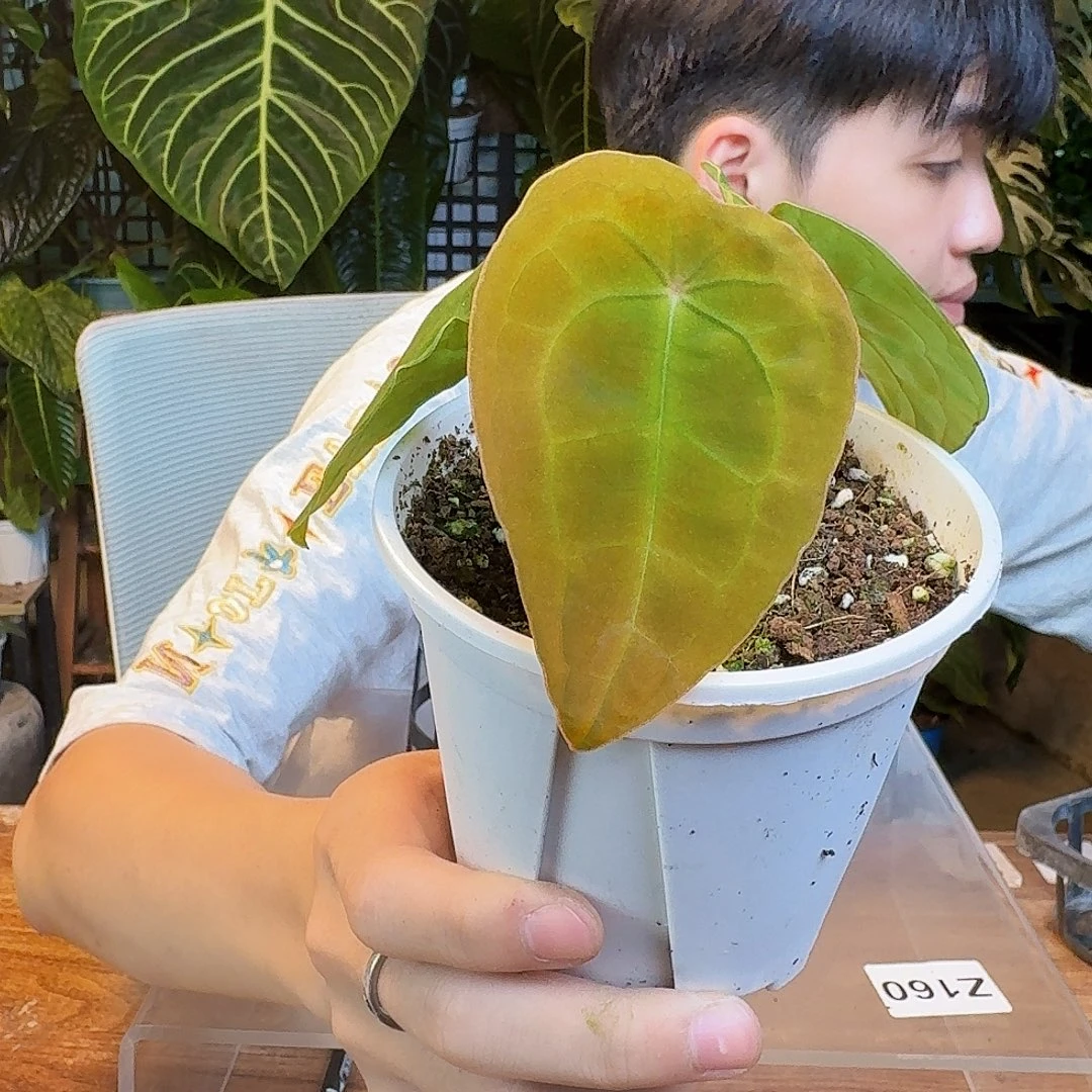 完全开放H134原种盾