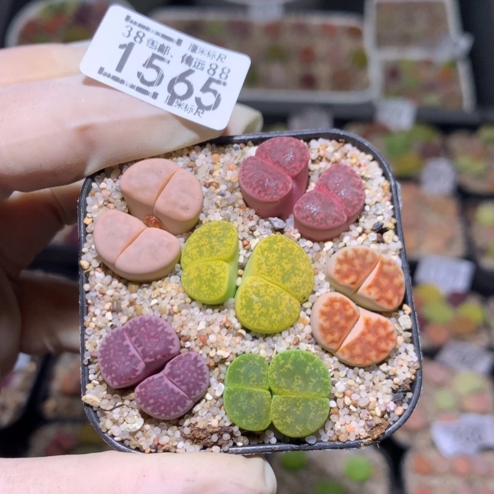 zzz精品生石花1565