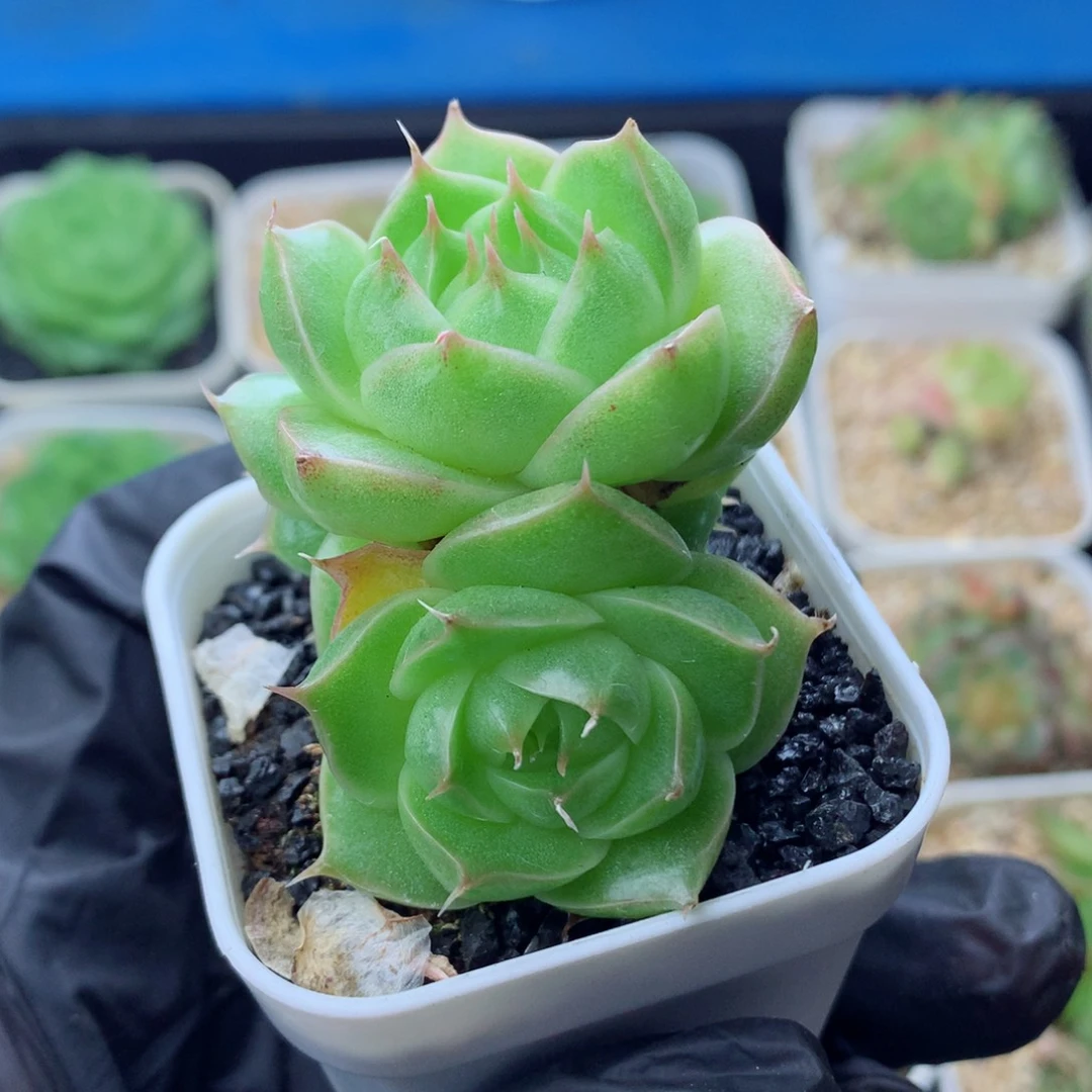 58包邮  群生不包整麦秆33