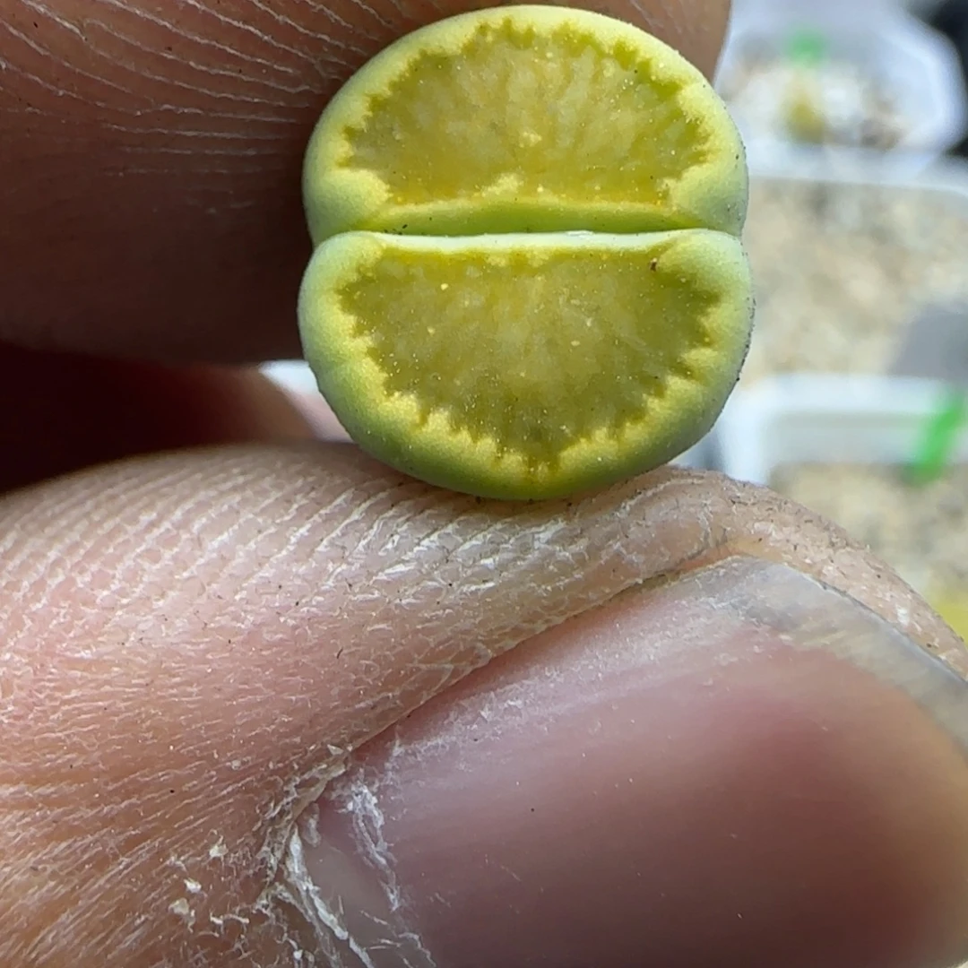 689 生石花大棚直播