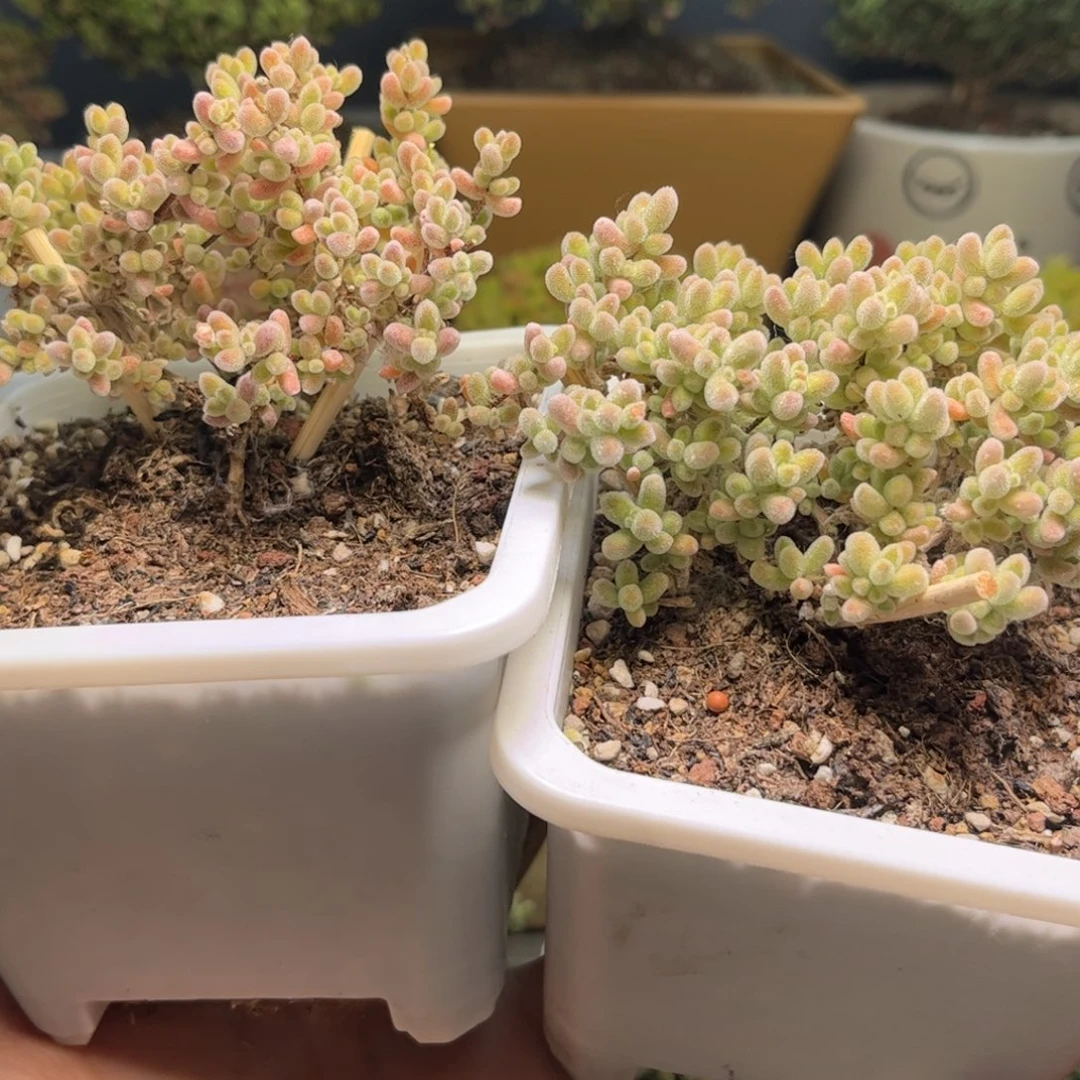 奶**圆冰晶优选枝干番杏