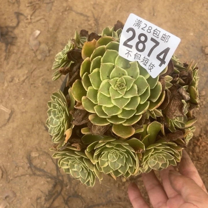 粉花妖多肉植物2874