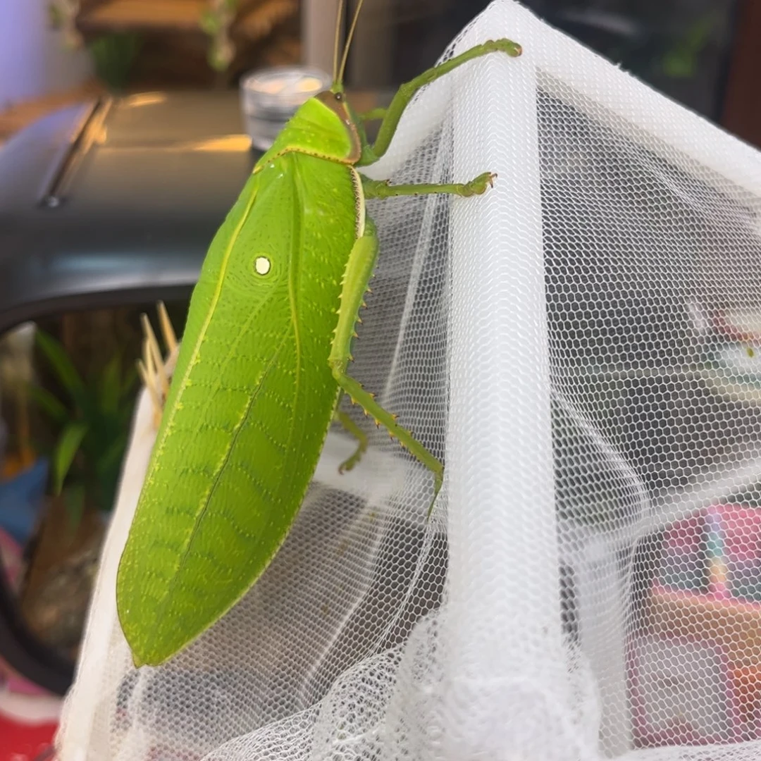 用***2特价巨拟一只拍拍拍拍