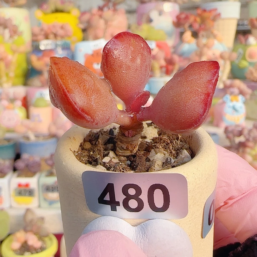 L 爱心水泡 盆口3cm