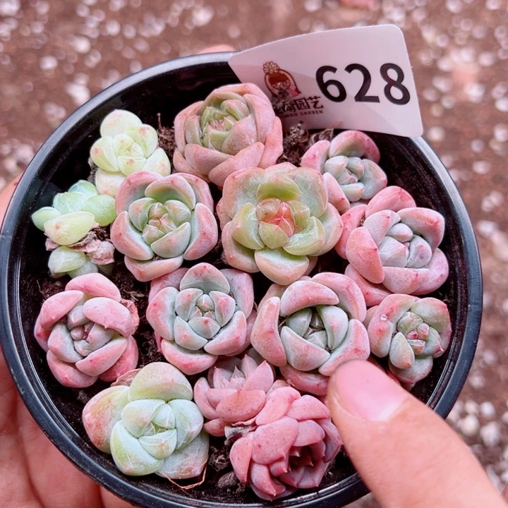 多肉植物多肉植物