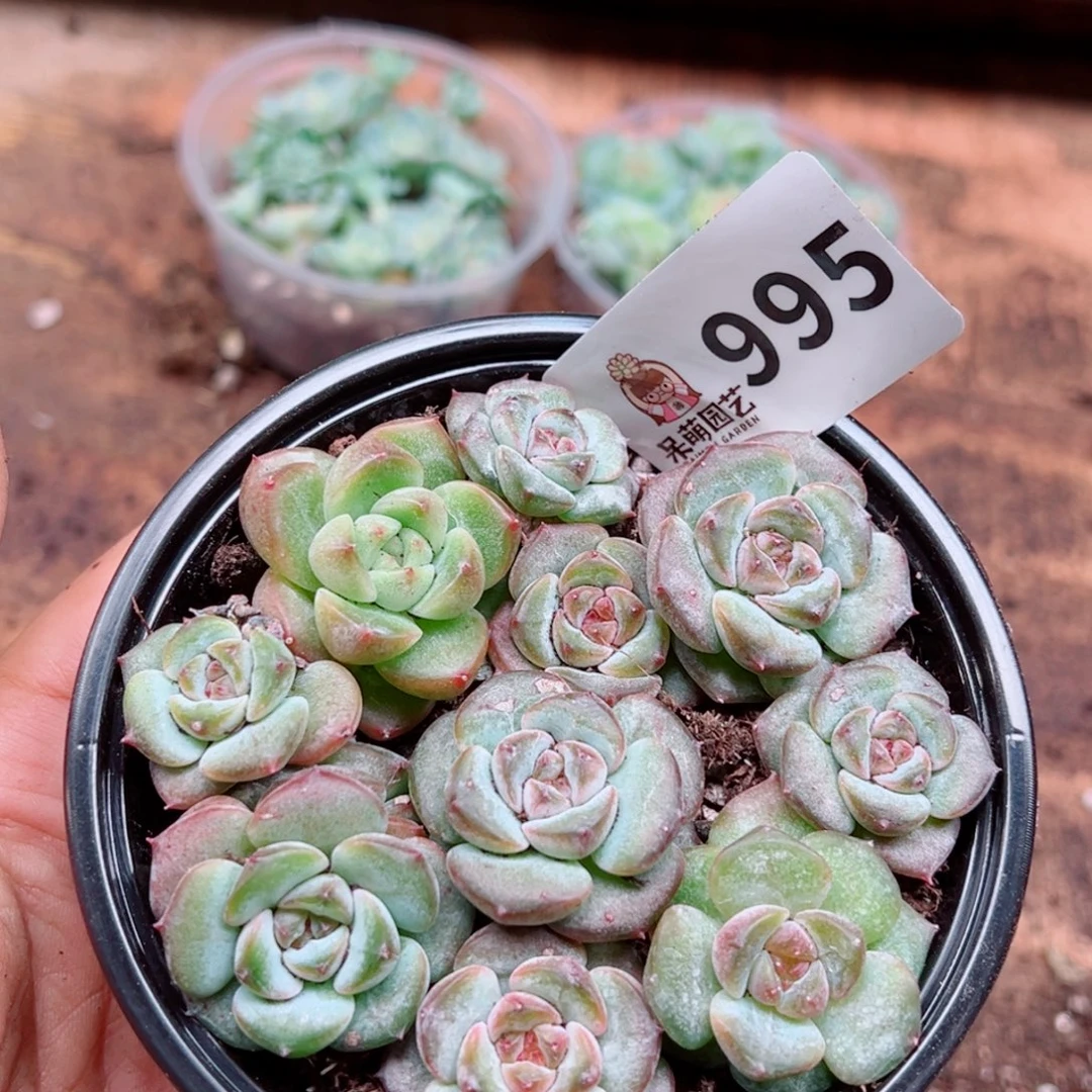 多肉植物多肉植物