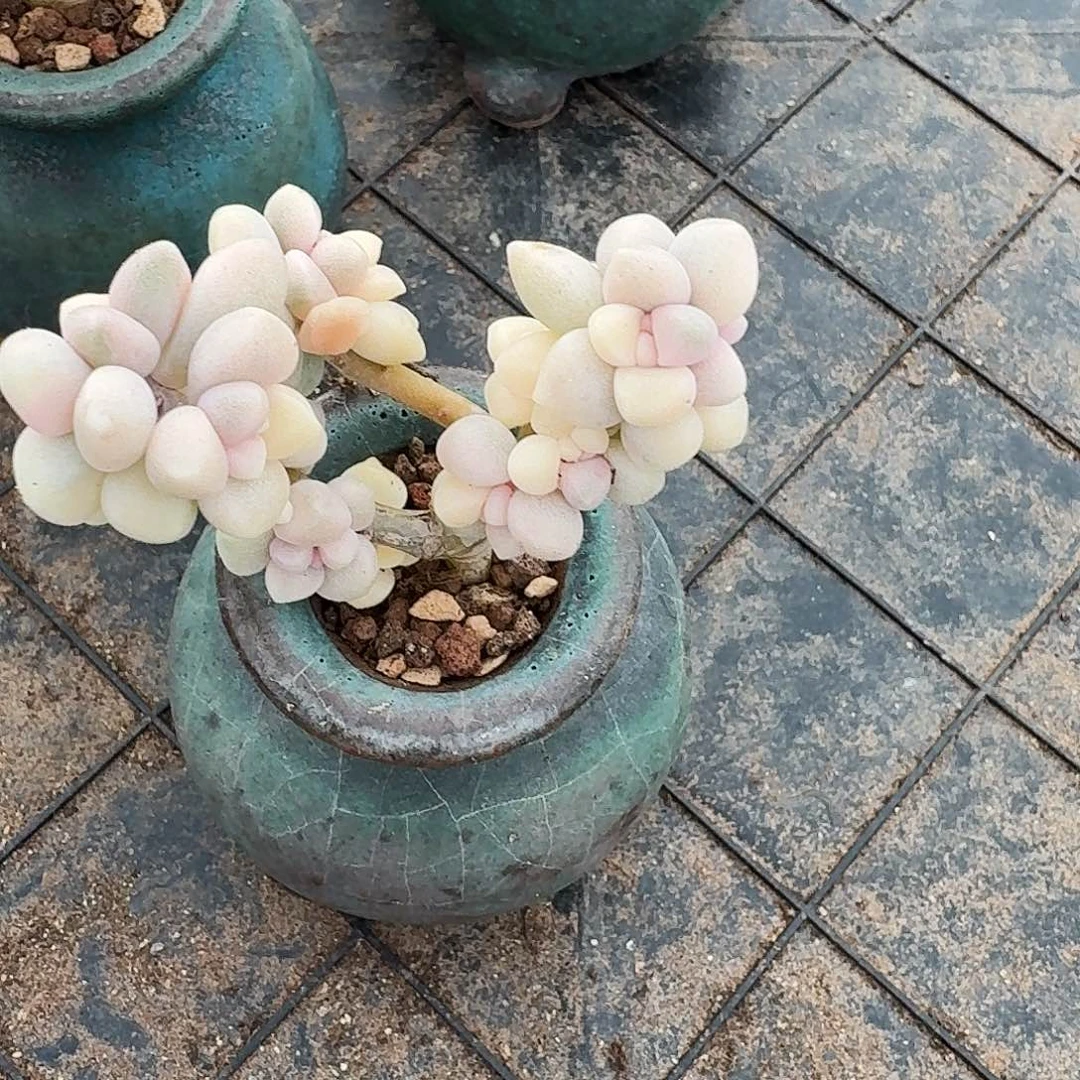 多肉姬秋丽锦，微瑕