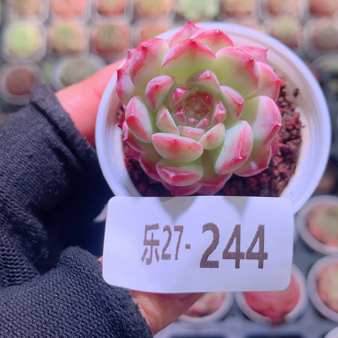 乐然27-244 新品单头