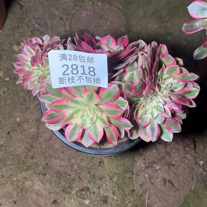 2818板子有伤倾城缀多肉植物