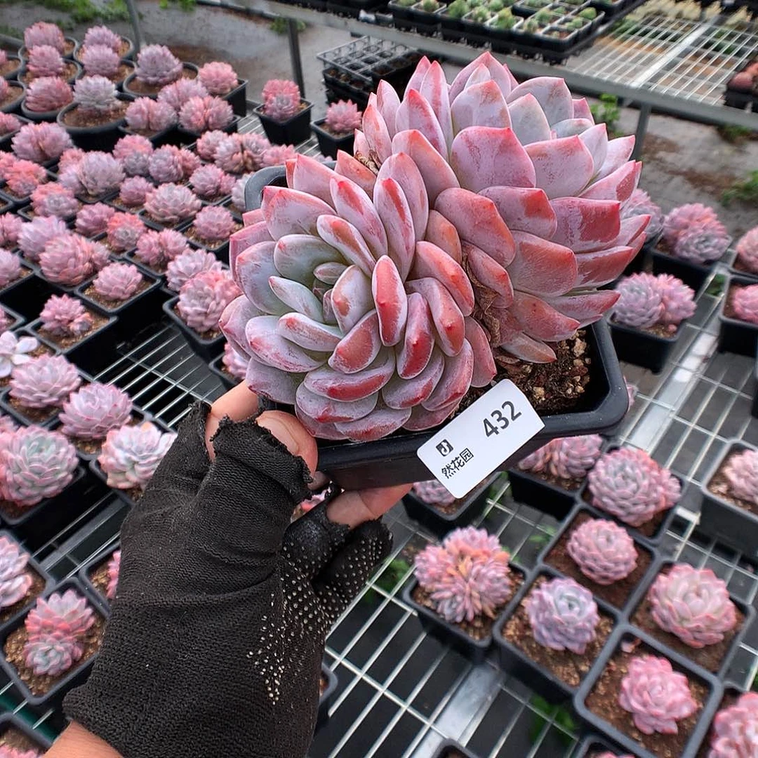 432梦露多肉植物666