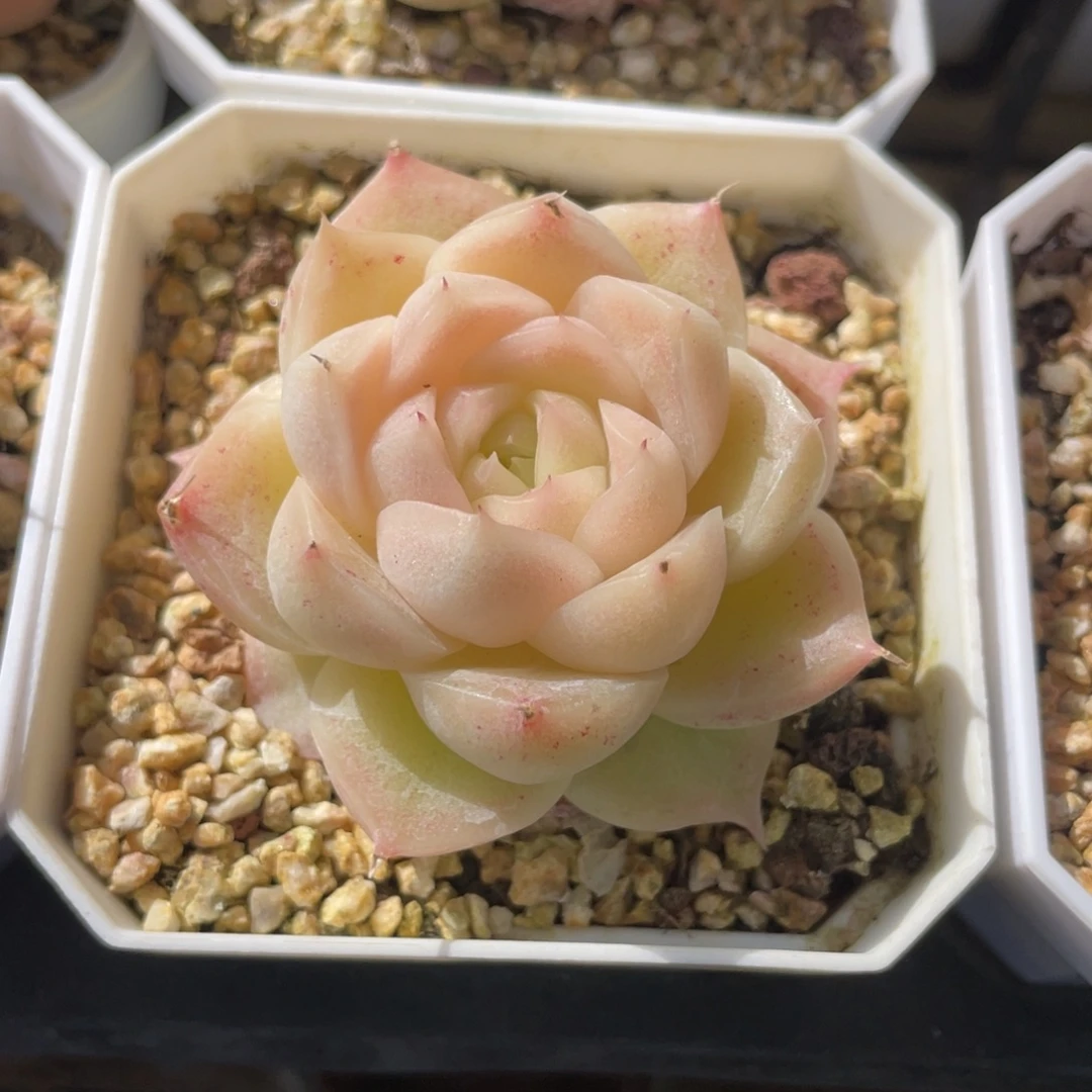 S优选麦杆群生不包整1834