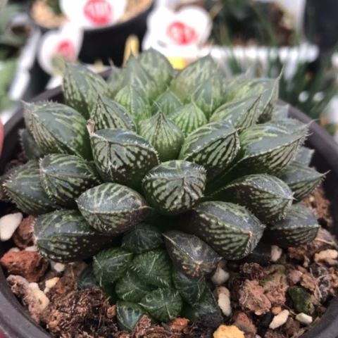 大窗楼兰母本带侧牙带盆发货