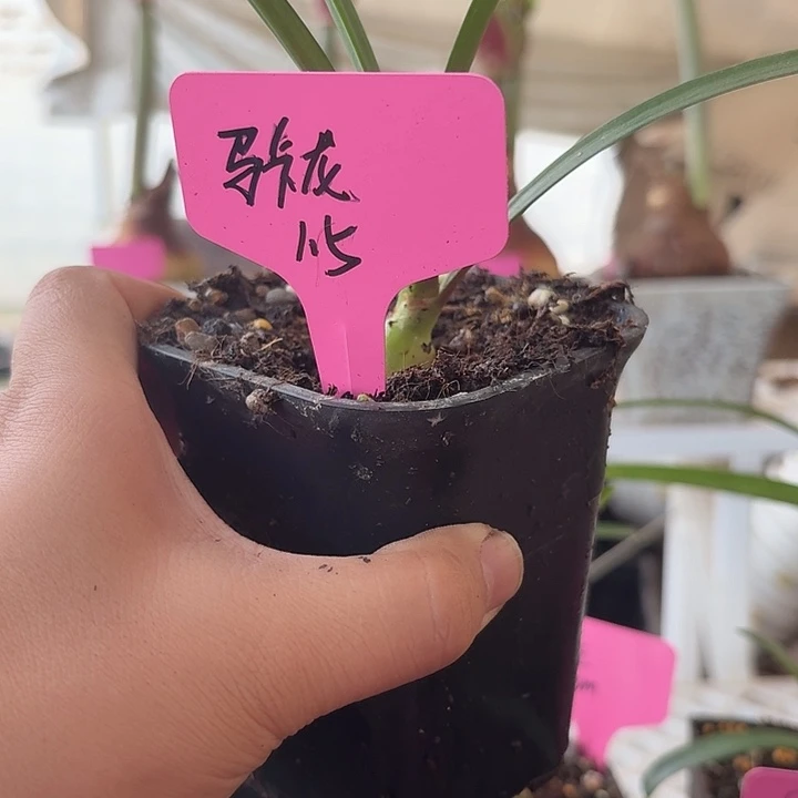 无花朵马卡龙朱顶红直径1.5