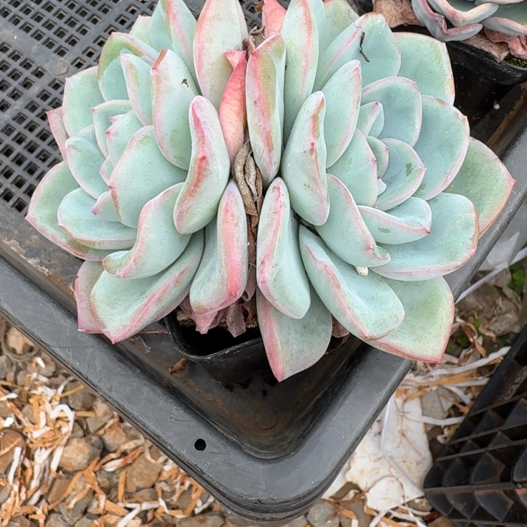 草莓泡芙多肉植物6棵