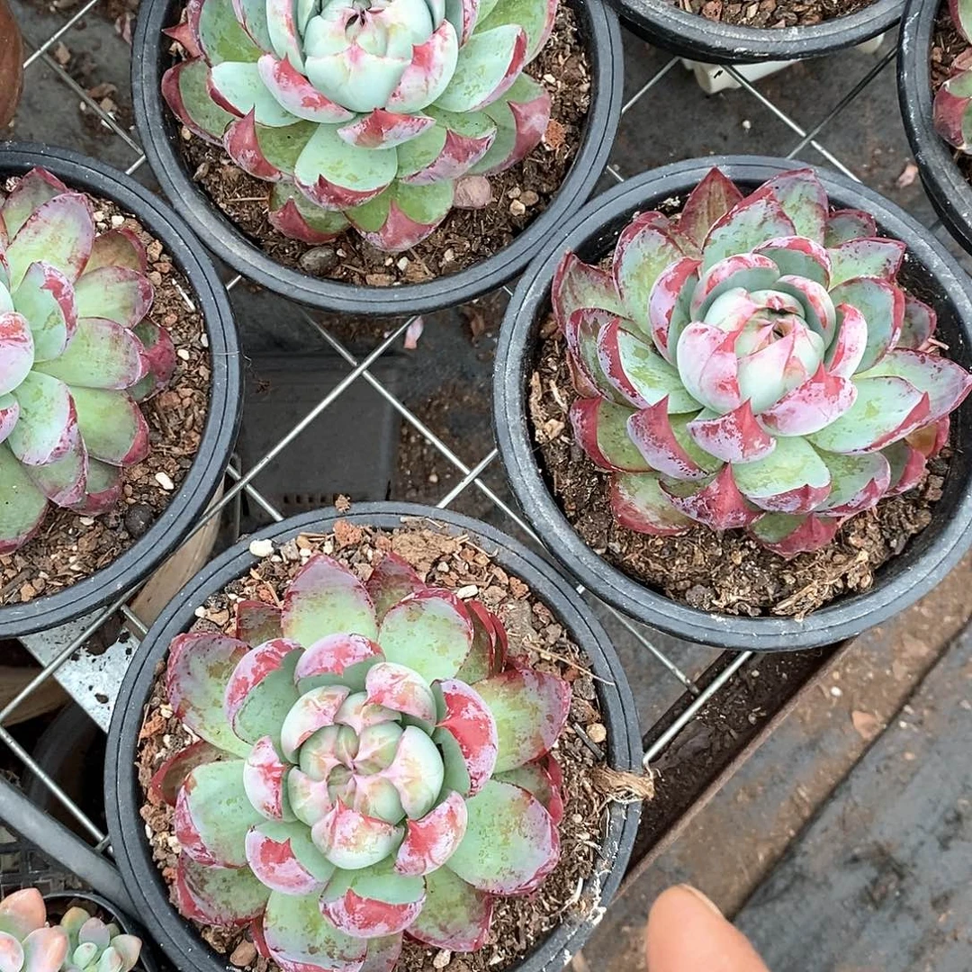 惊鸿1颗带盆带土多肉