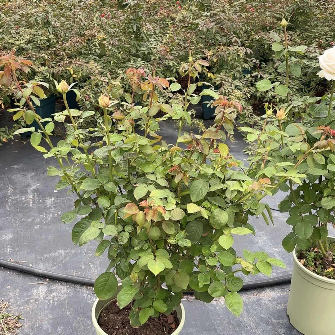 白荔枝3加仑根接月季