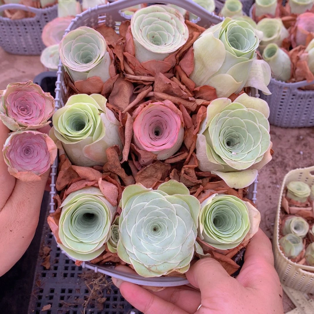 9颗大单头送2颗量拍