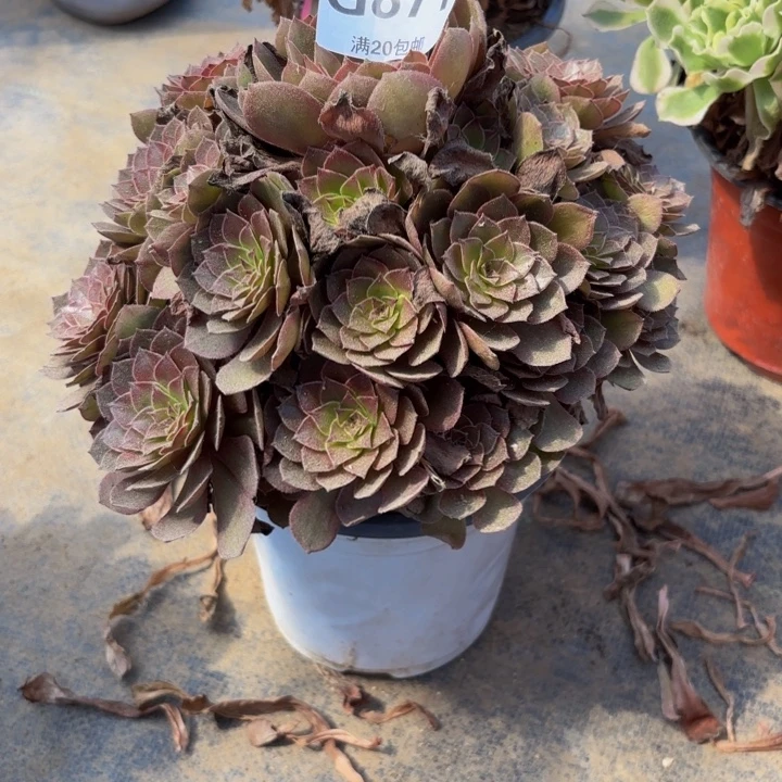 瑞妈多肉园艺871桃花石