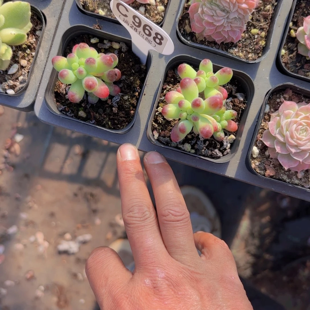 C***睡C968两颗果冻一物一拍