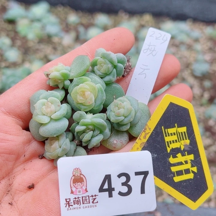 多肉植物多肉植物