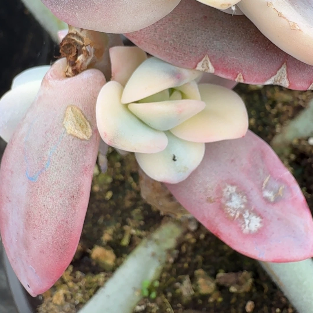 兔***糖奶茶 侧芽 安吉园艺锦