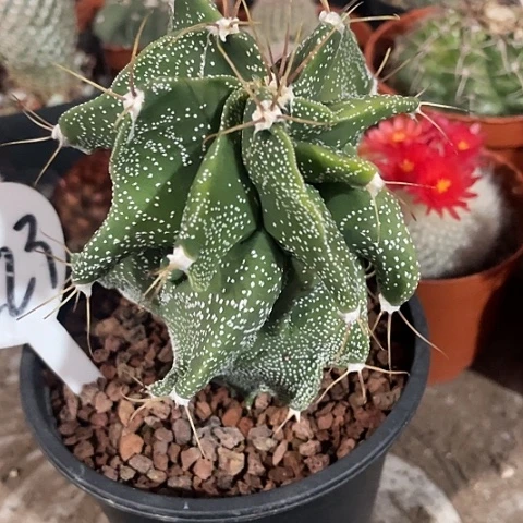 实生雪花龟甲般诺福利