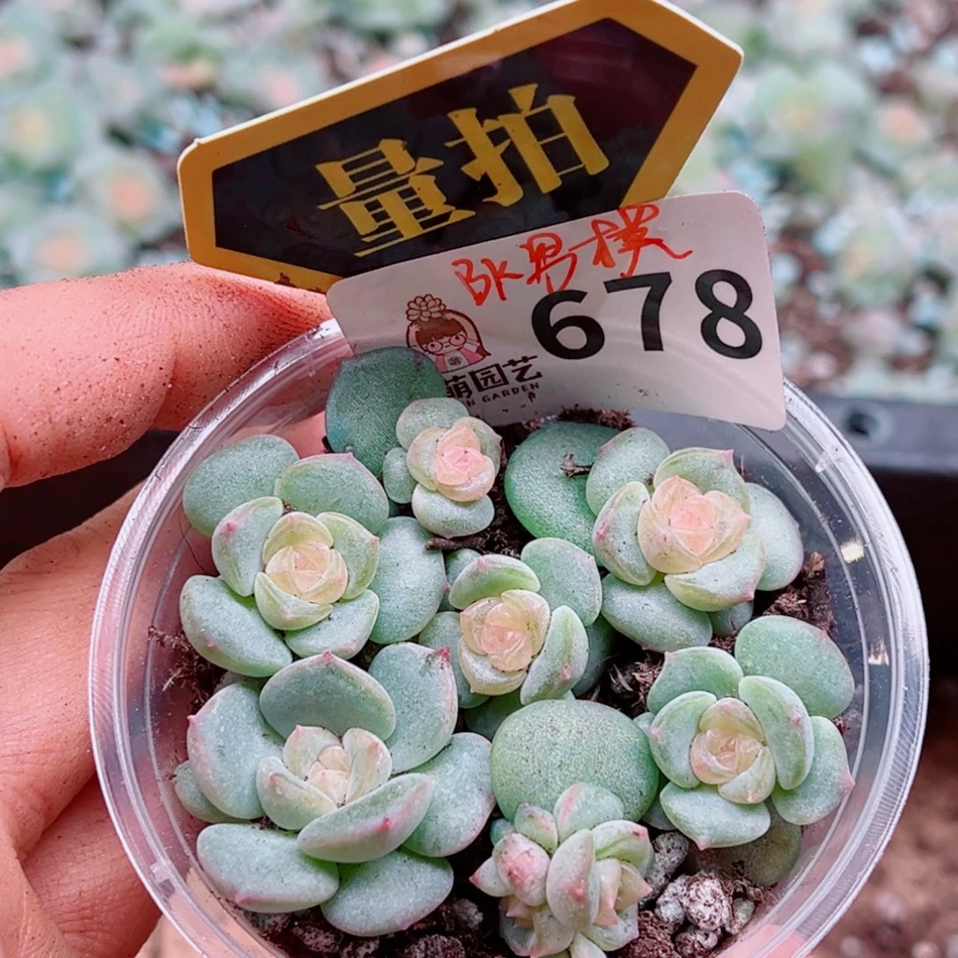 多肉植物多肉植物
