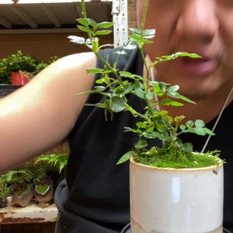 红陶彩*一物一拍所见即所得22