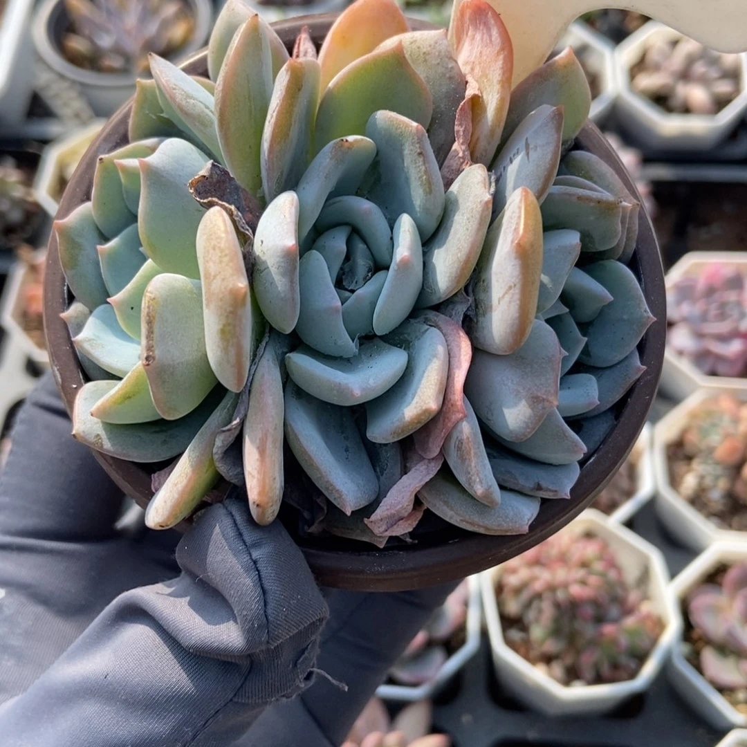 1028白茶多肉植物