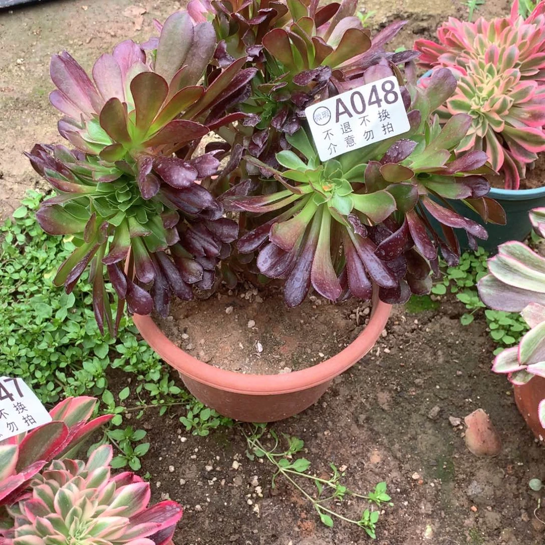 多肉植物欧缀048