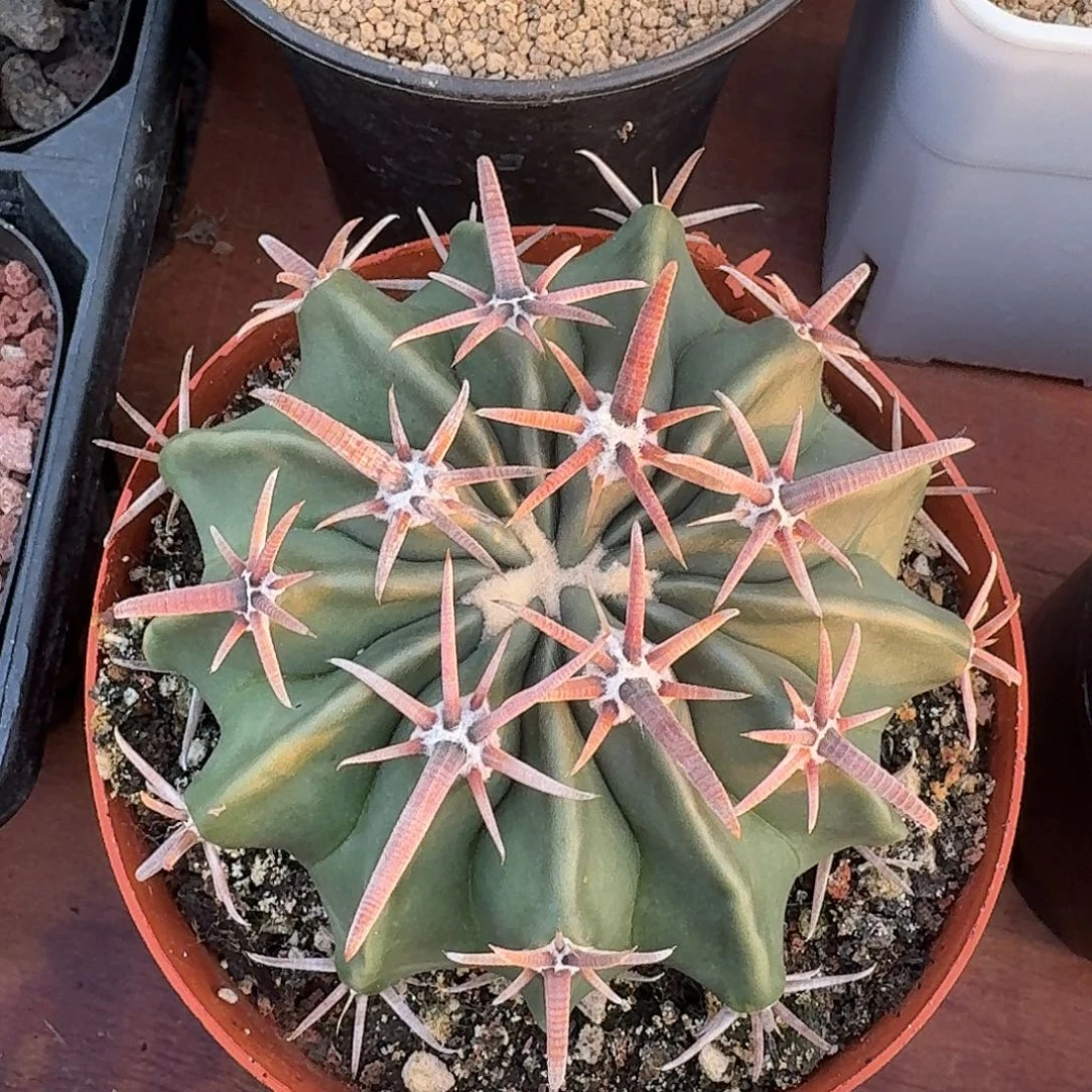 凌波仙人球123465