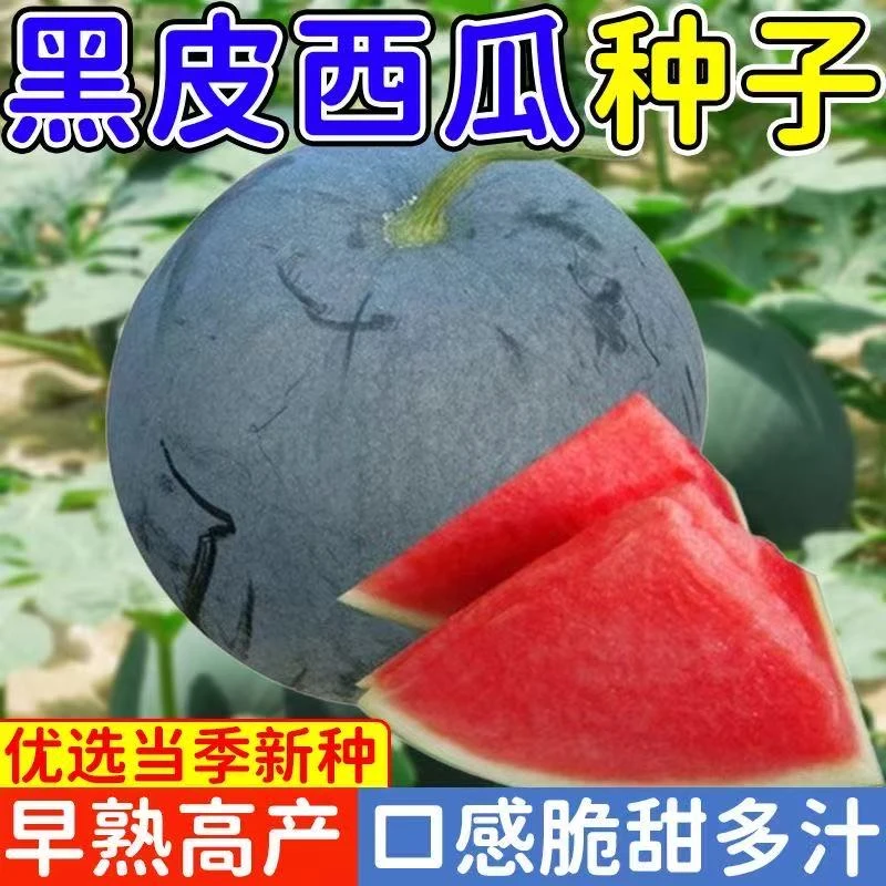 懒汉巨型黑龙无籽西瓜种子特大高产早熟薄皮四季种植黑皮西瓜种子