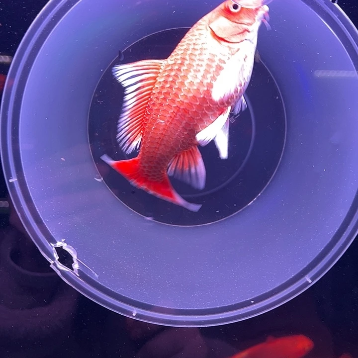 岁***安精品蝴蝶鲤鱼普身