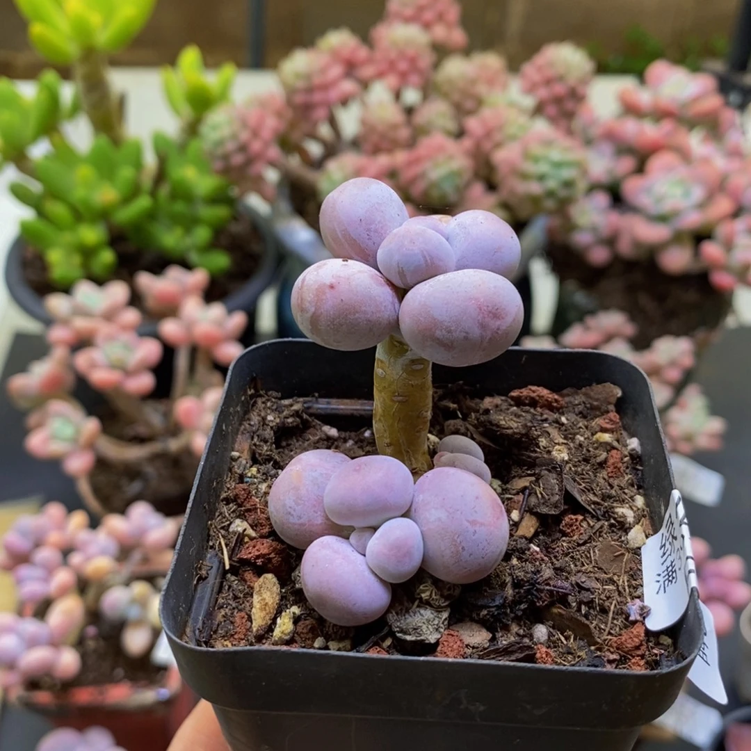 327橙奶3cm多肉多肉