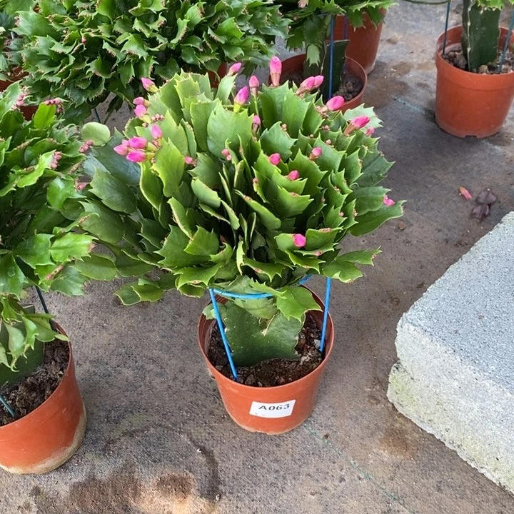 当前无花栽培后可以开花063嫁接双色