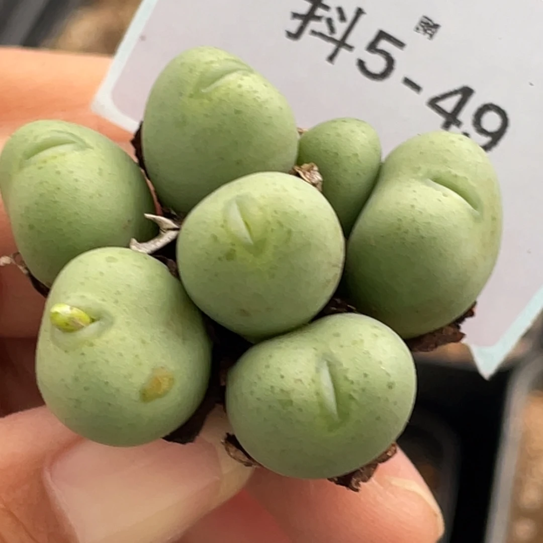 5-49鸭嘴兽多肉植物