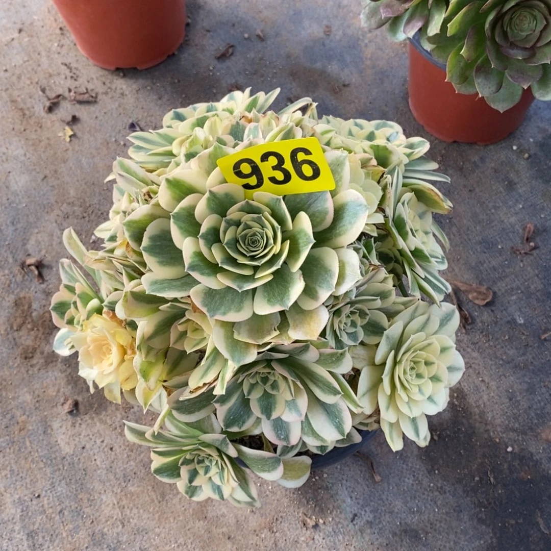 绿豆沙936多肉植物