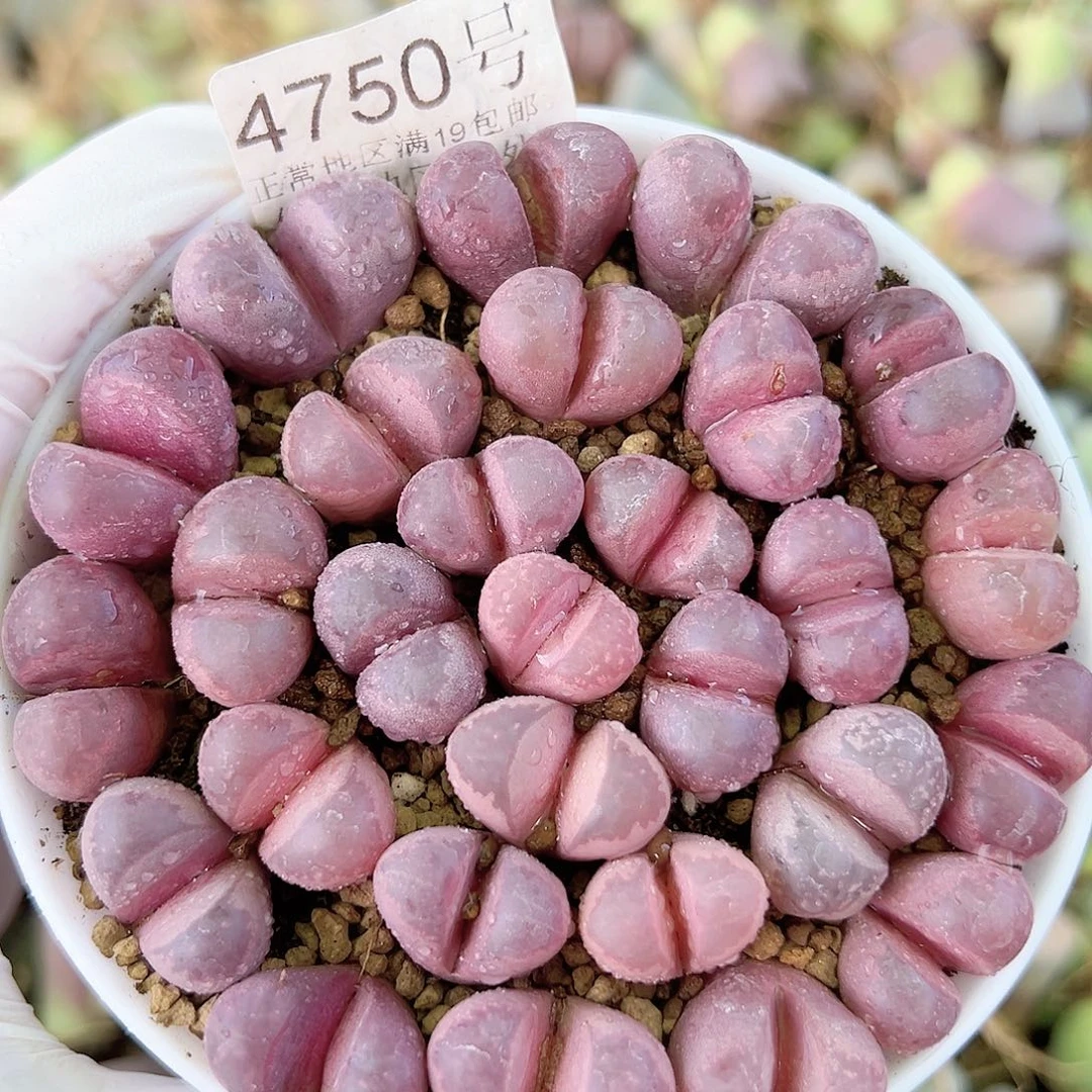 4750 好养易活生石花大母本